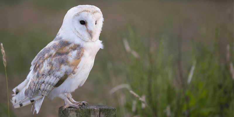 barn owl