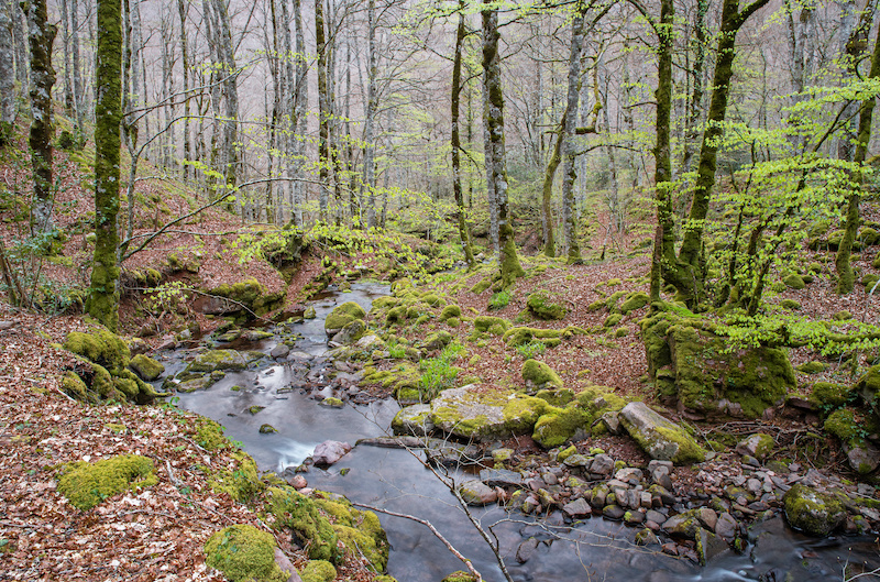 Stream in woods