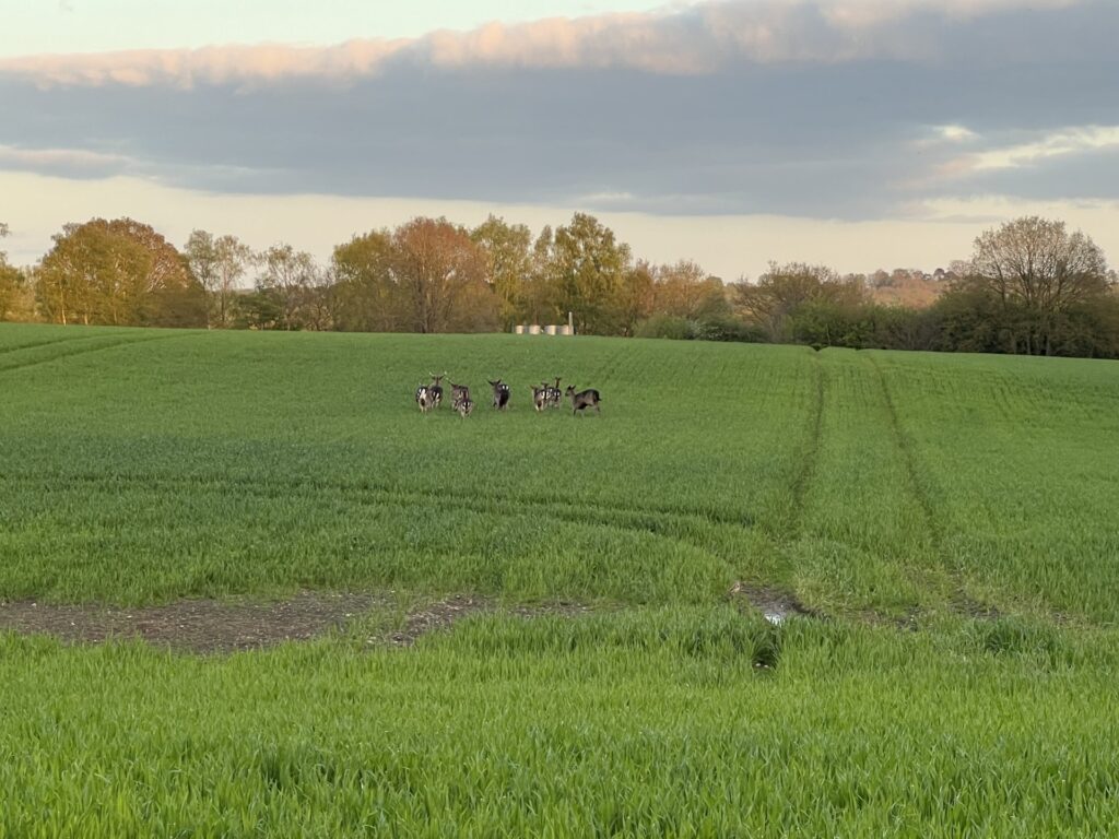 Deer on the field next to Ashdown Business Park 